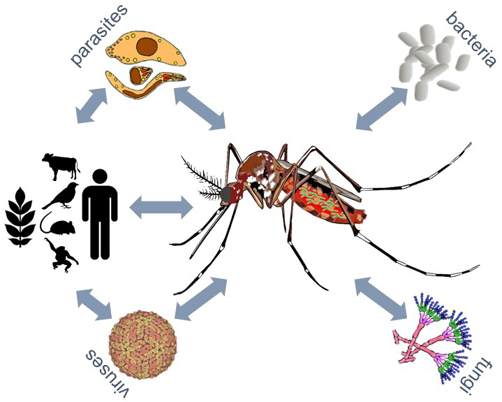 BIOL