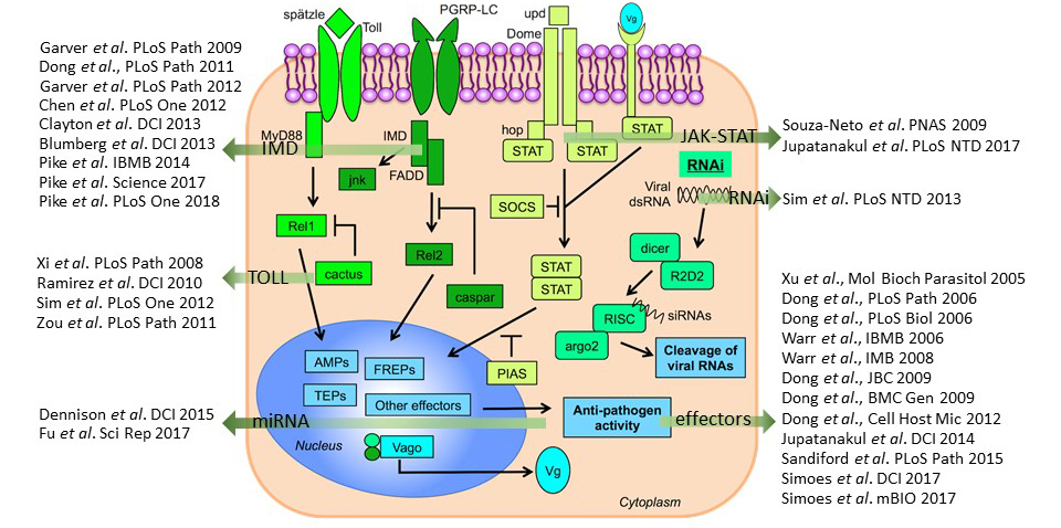 IMMUNO