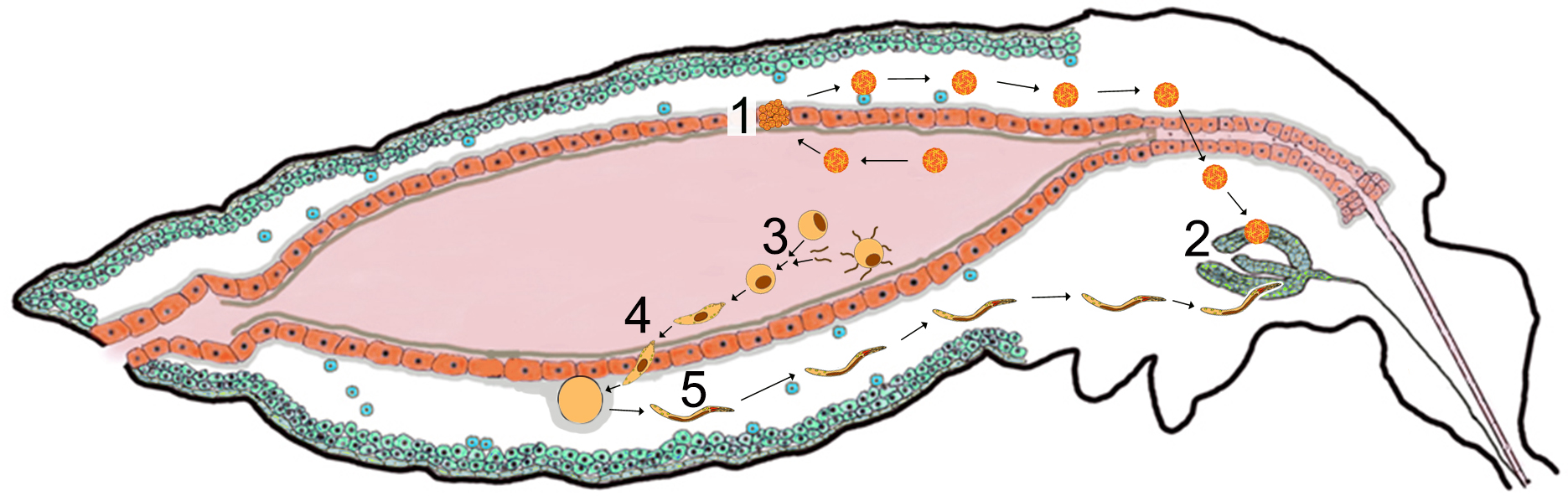 INF CYCLE