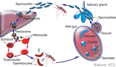 malaria cycle